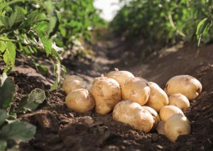Potato Farm Borehole: East Anglia – BoreSaver Ultra C Pro Case Study